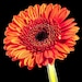 Buyer Avatar