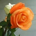 Buyer Avatar