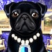 Fancy Pug