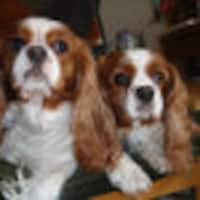 CavalierDreams