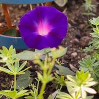 SilverSageGardenCo