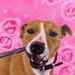 RubyAArt