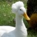 QuackyFinds avatar
