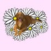 DaisyLouDesignsCo