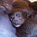 Iwona