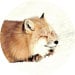 Fox 🦊 avatar