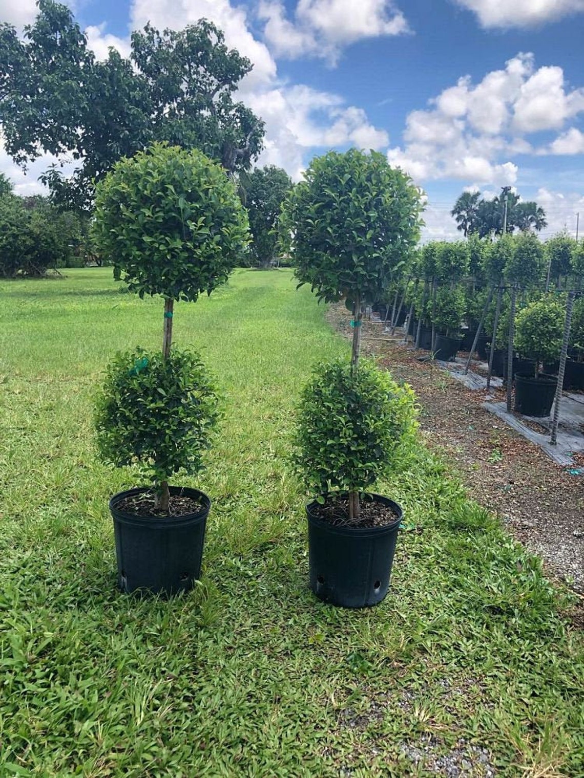 Eugenia 2 Ball Topiary SHORT Live Plant in a 10 Inch Pot