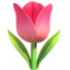 tulip tulip