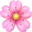 cherry_blossom cherry_blossom