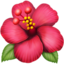 hibiscus hibiscus