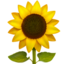 sunflower sunflower