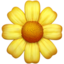 blossom blossom