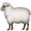 sheep sheep