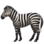 zebra_face zebra_face